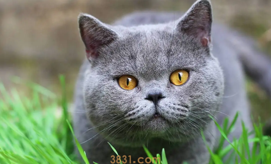 猫咪舔毛是怎么回事? 出现这种状况就要引起注意!(图1)