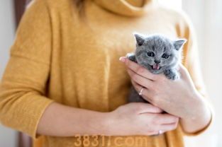 血液学之判读及犬猫常见贫血(图1)