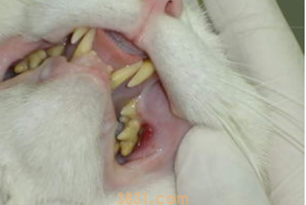 猫牙结石怎么办?猫牙结石有什么症状?(图1)