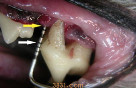 猫牙结石怎么办?猫牙结石有什么症状?(图2)