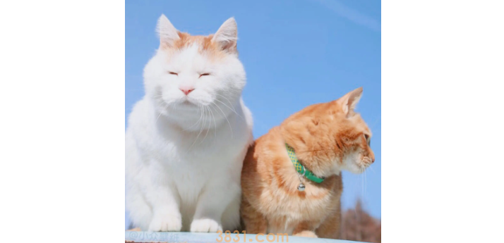 猫上火了怎么办?猫上火了怎么办最简单方法?(图1)