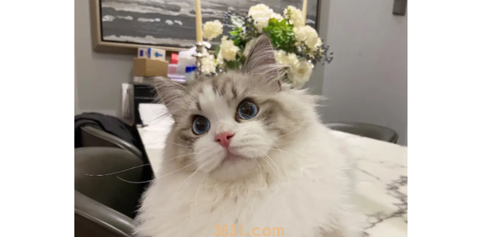 猫上火了怎么办?猫上火了怎么办最简单方法?(图2)