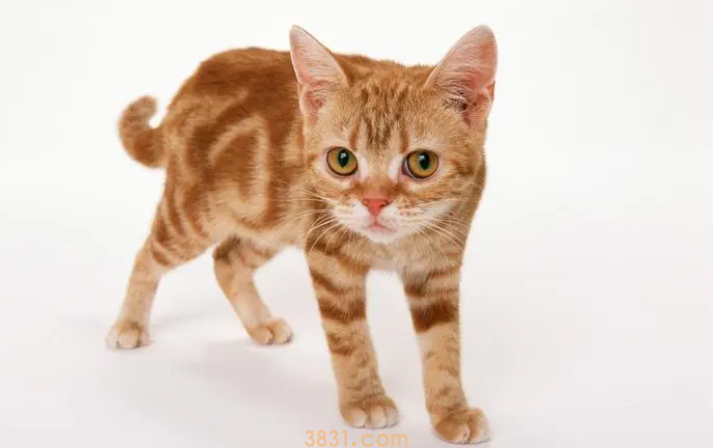 猫炸毛了怎么办?炸毛怎么办?(图1)