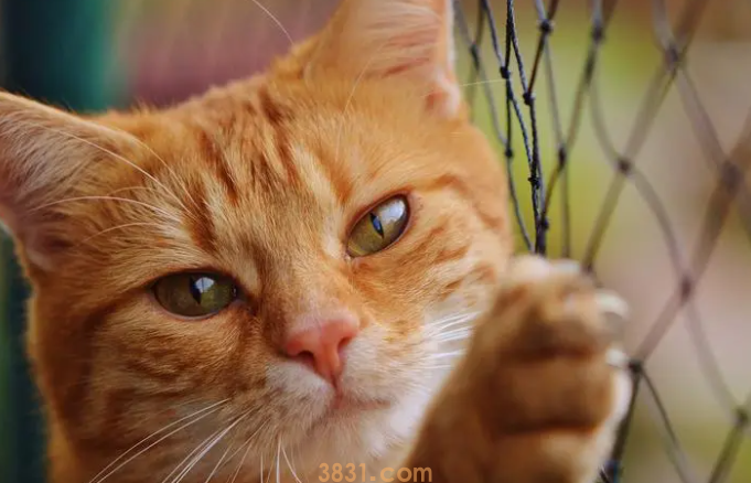 猫炸毛了怎么办?炸毛怎么办?(图2)