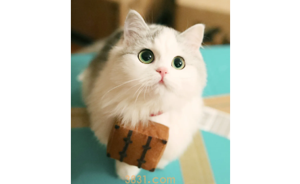 猫吐毛球怎么办?猫吐毛球怎么办?(图1)