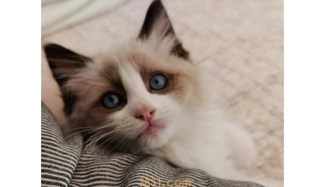 猫吐毛球怎么办?猫吐毛球怎么办?(图2)