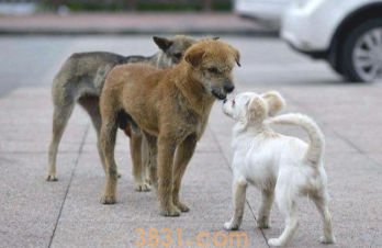 为何狗狗一直“狗仗人势”?原先是这5个缘故,宠关键清晰(图1)