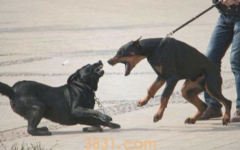 为何狗狗一直“狗仗人势”?原先是这5个缘故,宠关键清晰(图2)