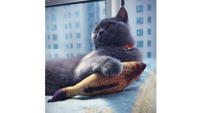 猫中毒了怎么办?猫咪中毒有什么土方法可解毒?(图1)