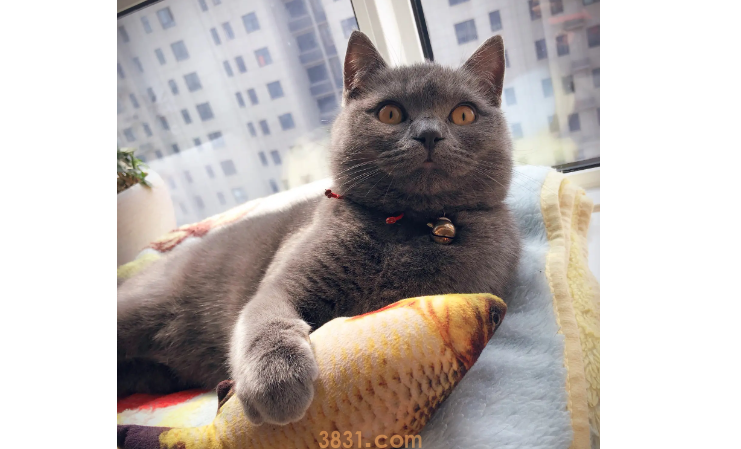 猫中毒了怎么办?猫咪中毒有什么土方法可解毒?(图2)