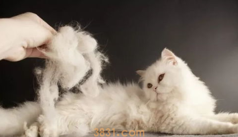 猫咪为什么一到春天就狂掉毛? 铲屎官应如何应对?(图1)