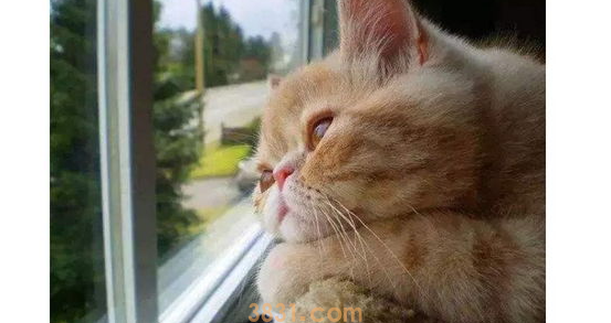 猫咪为什么一到春天就狂掉毛? 铲屎官应如何应对?(图2)