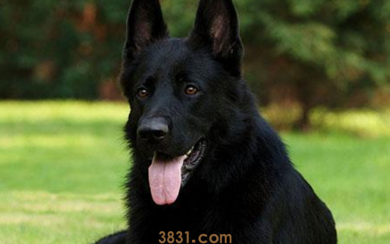 黑色狗狗为什么少人养?第五个缘故,令人啼笑皆非(图1)