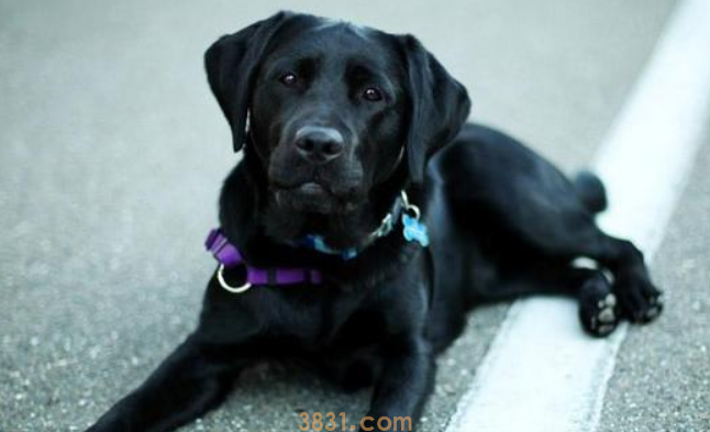 黑色狗狗为什么少人养?第五个缘故,令人啼笑皆非(图2)