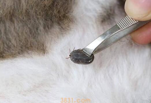 猫咪有寄生虫应该如何预防和治疗(图1)