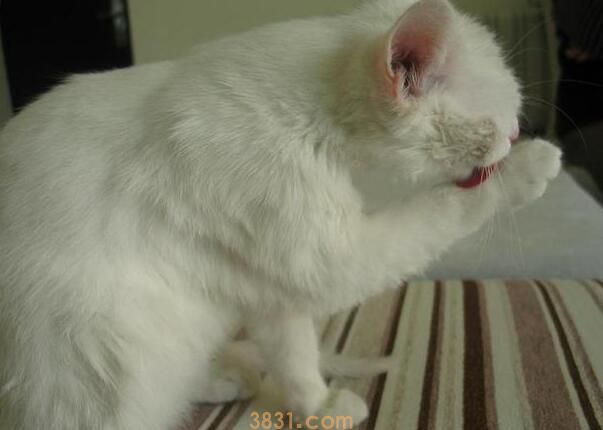 猫咪有寄生虫应该如何预防和治疗(图2)