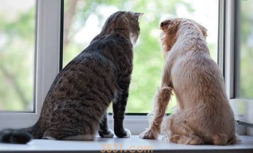 猫狗尿液分析及临床意义(图1)