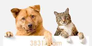 猫狗尿液分析及临床意义(图2)