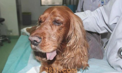 狗狗进食噎住后,铲屎官两者之间很多给家犬注水,比不上把握急救措施(图1)