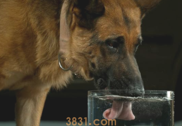 狗狗进食噎住后,铲屎官两者之间很多给家犬注水,比不上把握急救措施(图2)