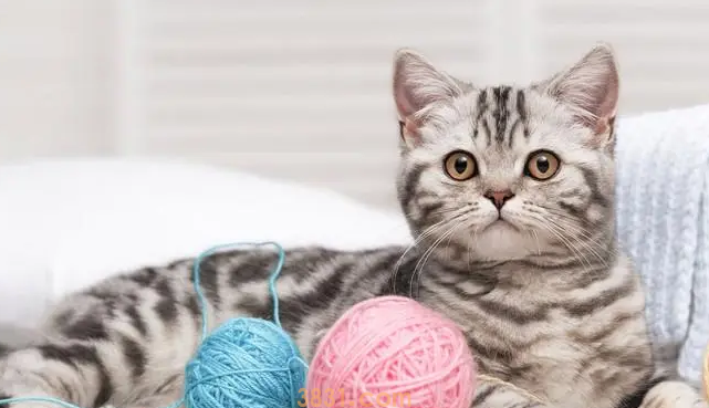 薄荷对猫有危害么(图1)