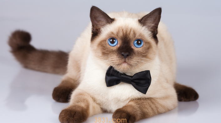 薄荷对猫有危害么(图2)