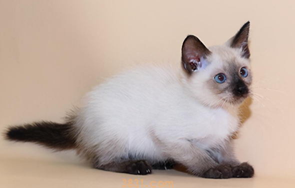 换猫粮拉软便会自行好转吗(图2)