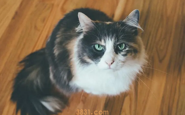 换猫粮拉软便会自行好转吗(图1)