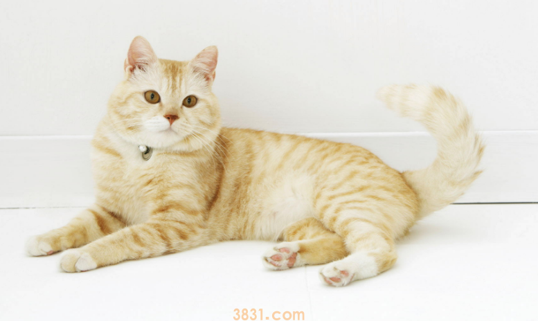 猫肾衰一二三四期怎么区分(图2)