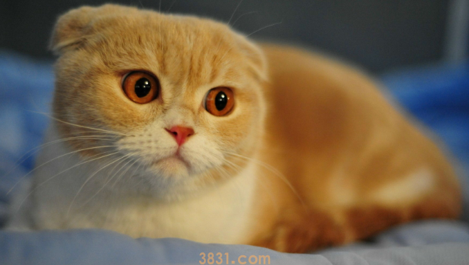 猫肾衰一二三四期怎么区分(图1)