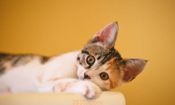 猫干呕一抽一抽的是怎么了(图2)