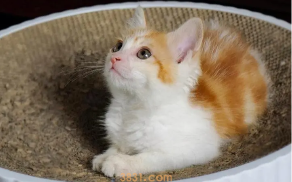 母猫做完绝育为什么还会叫(图1)