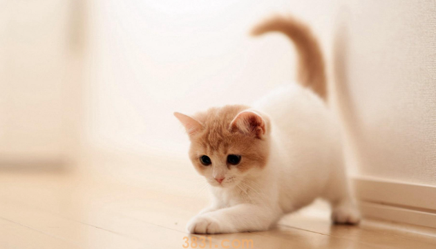 宠物肥胖症的原因和防治方法有哪些?(图1)