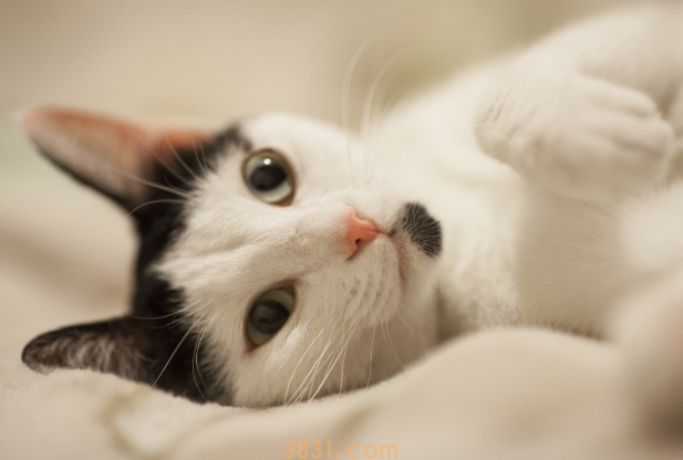 宠物肥胖症的原因和防治方法有哪些?(图2)