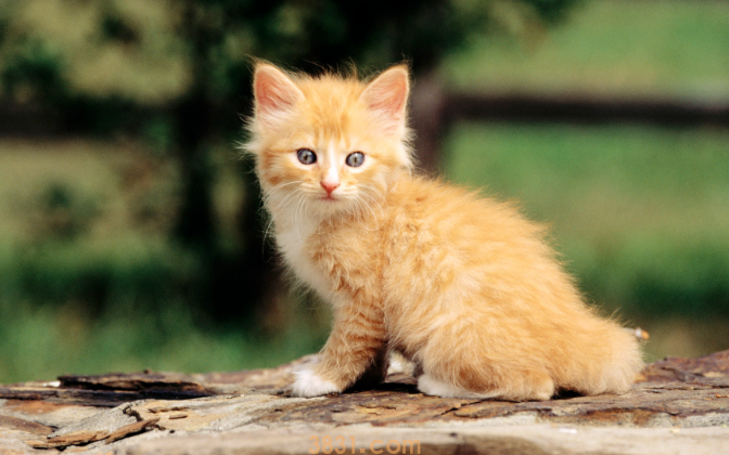 猫拉屎有血怎么回事(图1)