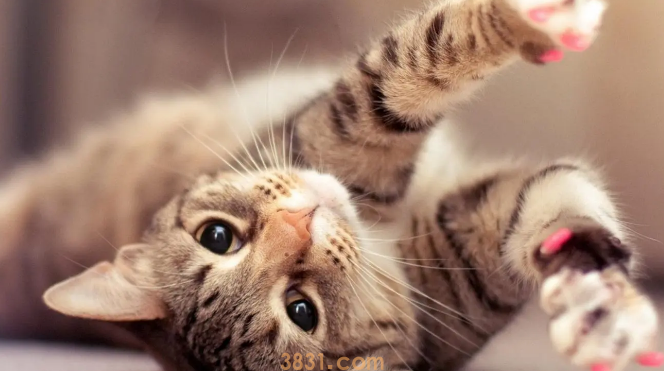 猫球虫会传染给人吗(图1)