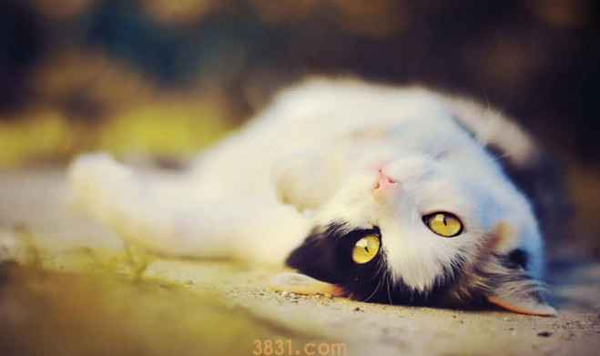 猫球虫会传染给人吗(图2)