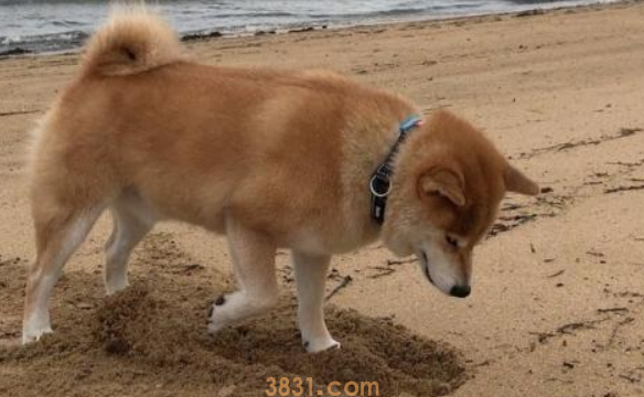 狗狗刨坑身后的7大缘故,狗狗:刨坑,我就是用心的(图1)