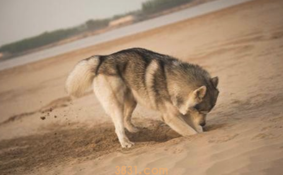 狗狗刨坑身后的7大缘故,狗狗:刨坑,我就是用心的(图2)