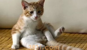 猫灌肠对猫咪肠胃有影响吗?(图1)