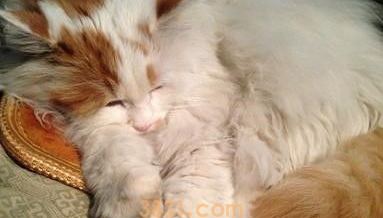 猫灌肠对猫咪肠胃有影响吗?(图2)