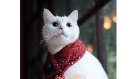 小猫咪吐了是什么原因呢?具体是.......(图2)