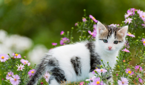 猫咪一抽一抽的是为什么呢?(图1)