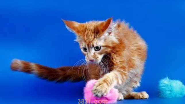 猫咪一抽一抽的是为什么呢?(图2)