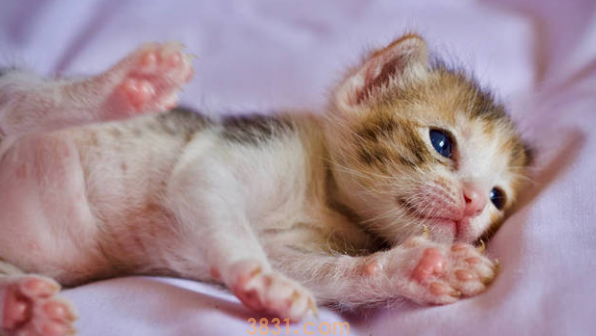 猫指甲剪到血线几天能长好呢?(图1)