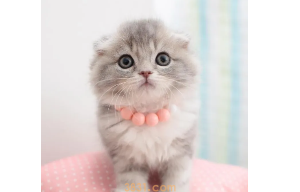 猫指甲剪到血线几天能长好呢?(图2)