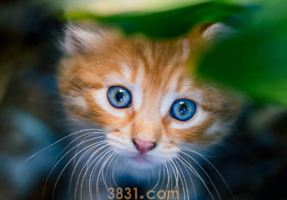 小猫老是打喷嚏怎么回事?(图1)