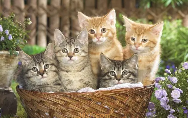 小猫老是打喷嚏怎么回事?(图2)