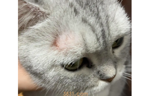 猫斑秃和猫癣的区别有哪些?(图1)