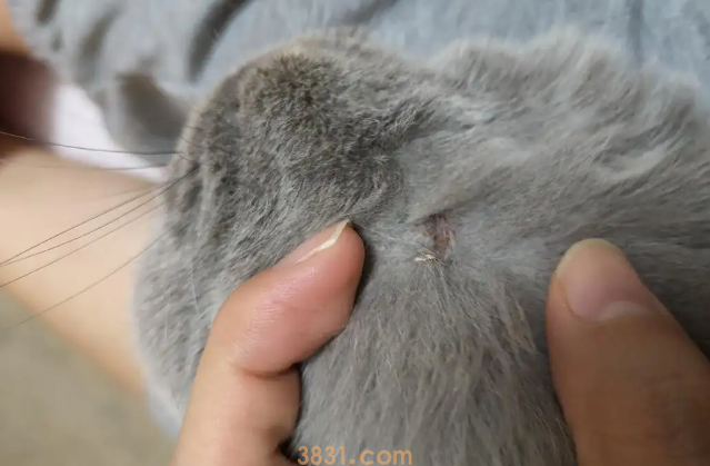 猫斑秃和猫癣的区别有哪些?(图2)